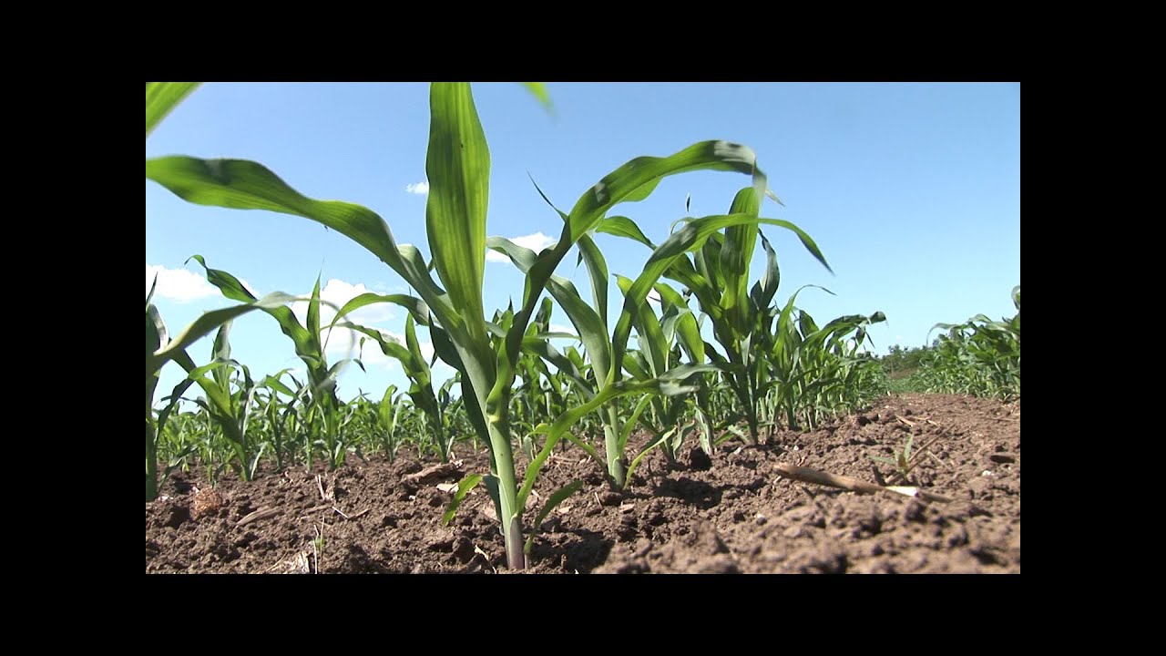 Prenosimo kako je bilo na Syngentinom Danu polja u Bačkom Gradištu!