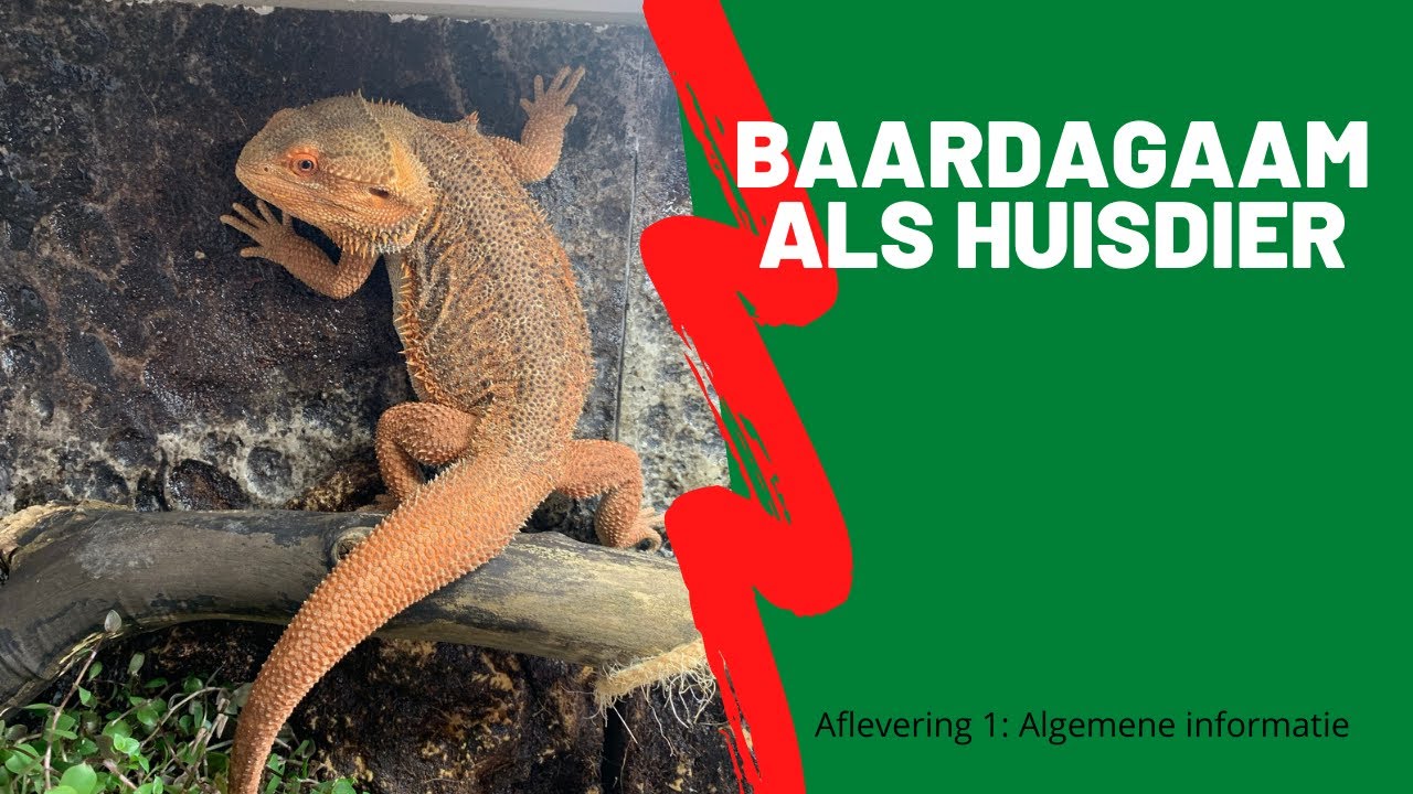 De BAARDAGAAM als huisdier | Aflevering 1 | Algemene Informatie