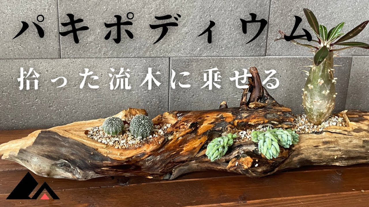 【流木DIY】超簡単！多肉植物でおしゃれなインテリア作り！