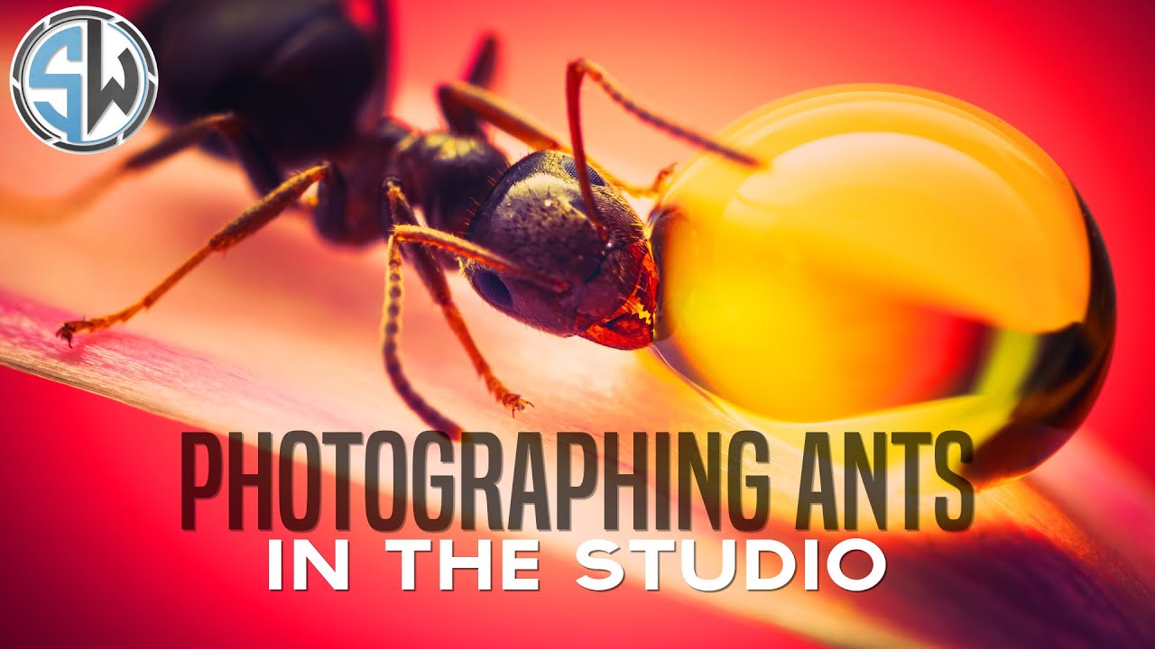How to Photograph Ants in the Studio | Macro Photography 🐜🐜🐜