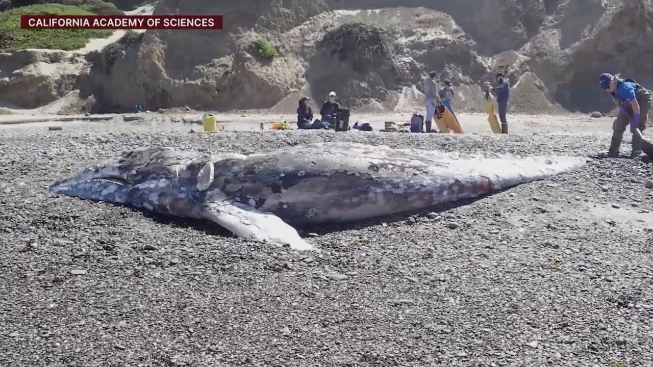 Five dead whales found in Bay Area this week