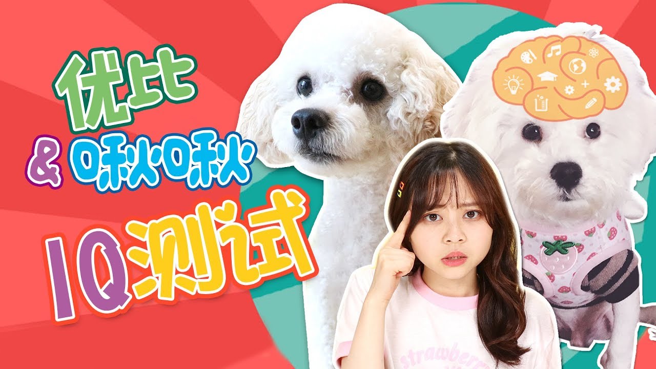 優比和啾啾的狗狗智商IQ測試！誰是真正的天才犬呢？小伶玩具 | Xiaoling toys
