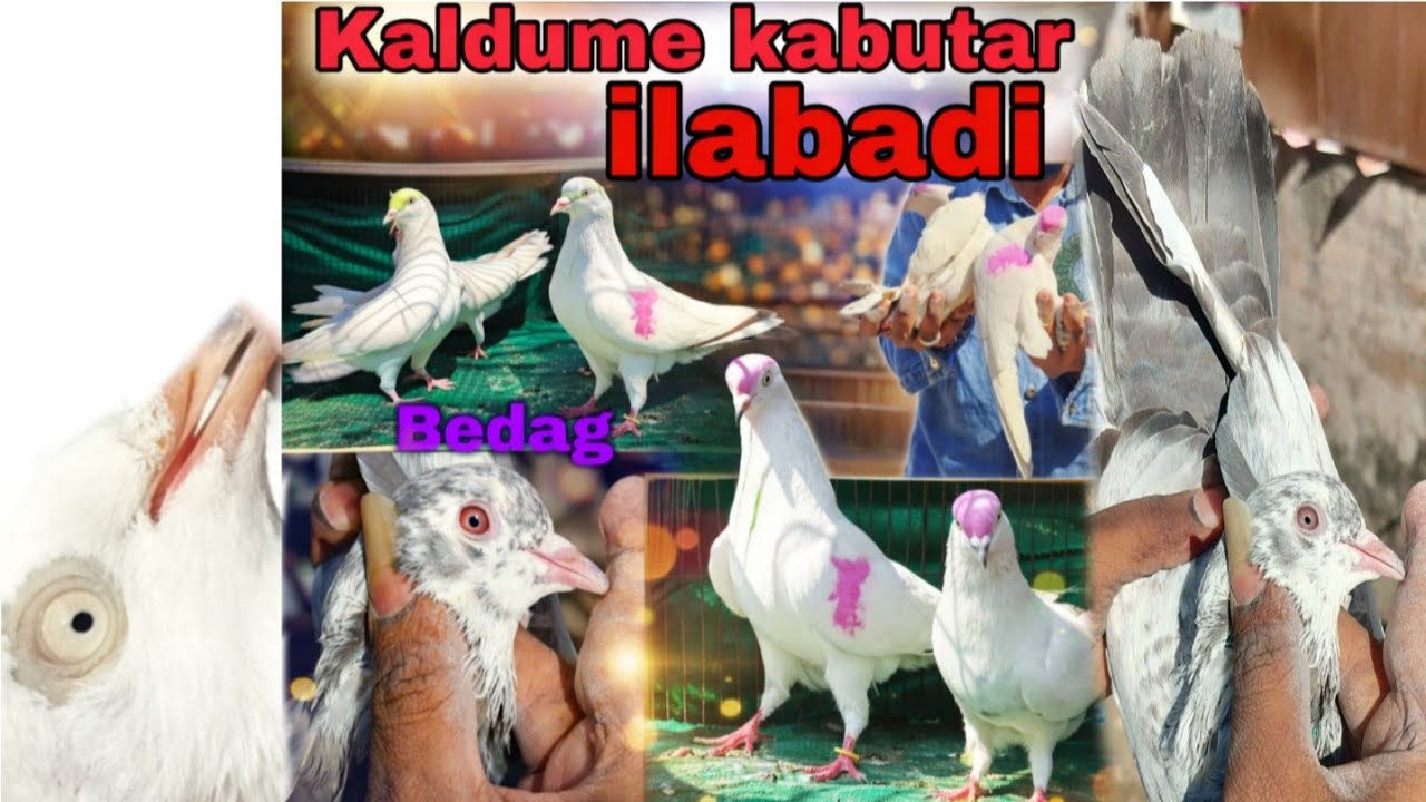 🕊️✨Ilabadi ...Kaldume,Bedag,,आपके लिये लेके आए हे 🔥😍 Quality.....#kabutar #subscribe #channel #sale 
