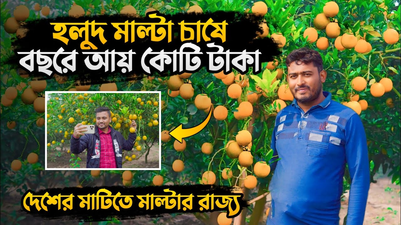 দেশের মাটিতে হলুদ মাল্টার রাজ্য | ইয়েলো কিং মাল্টা | হলুদ মাল্টা চাষ পদ্ধতি | Yellow King Malta