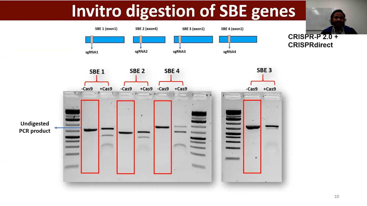 Increasing Levels of Resistant Starch in Rice Using CRISPR/Cas9 Multiplex Genome Editing