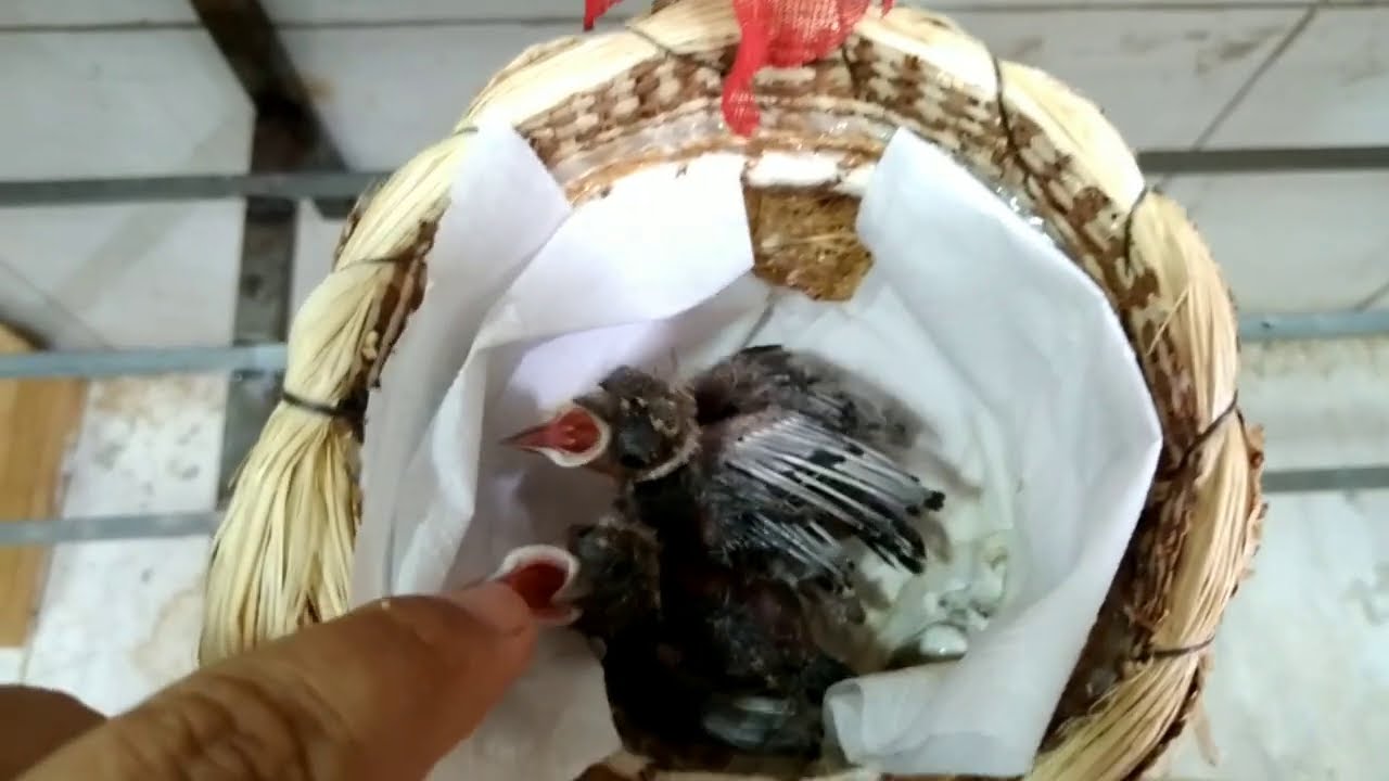 reprodução de galo de campina vídeo 1.  como identificar  filhotes doentes?