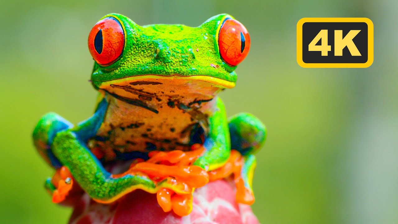 Animals of South America in 4K - Wildlife With Calming Music