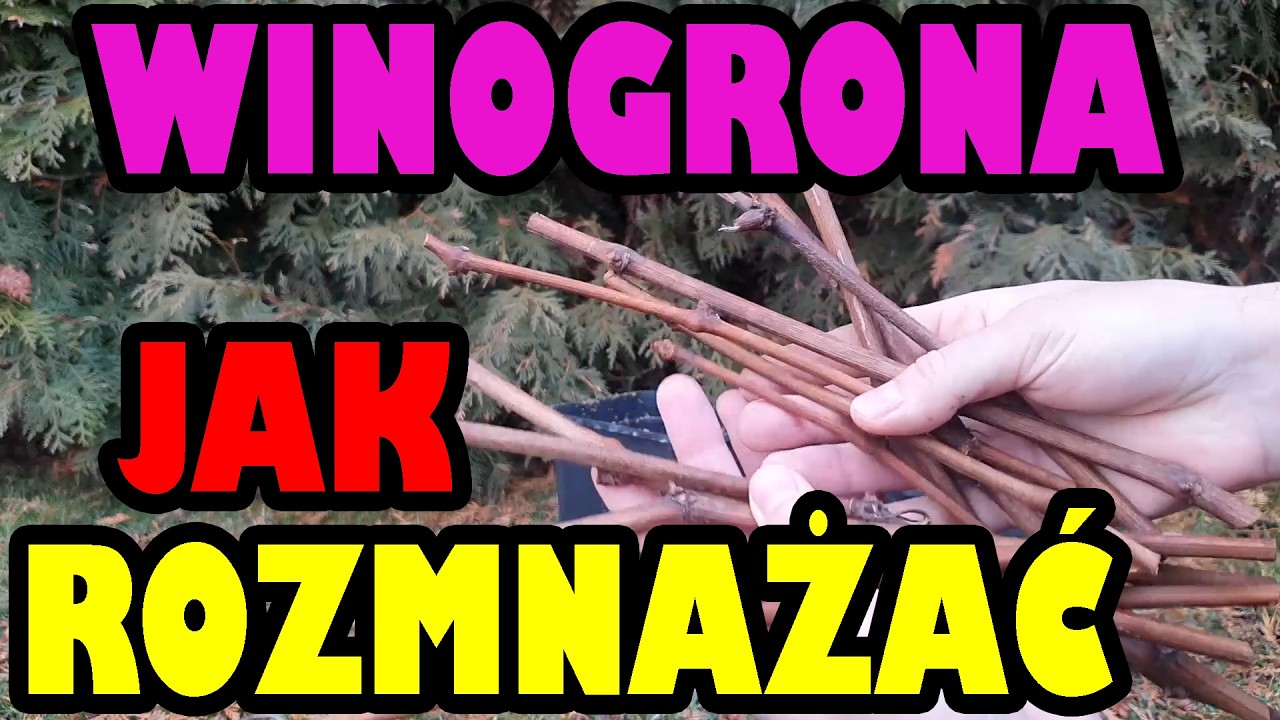 Winogrona rozmnażanie przez sadzonki ukorzenianie #sztobry #winogrona część 1