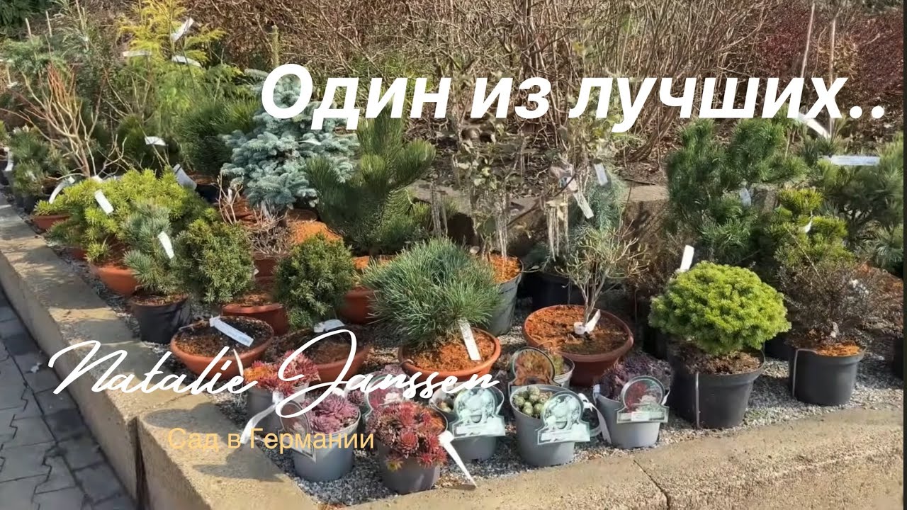 Питомник Böhlje 🌳🌲 Каждый раз что-то новое 🌲 🌳