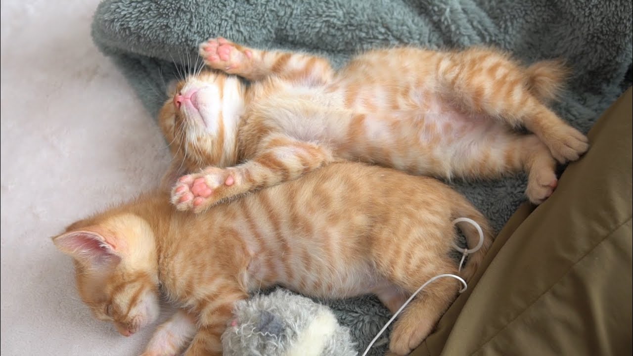 遊びすぎてへそ天のまま力尽きてしまった子猫