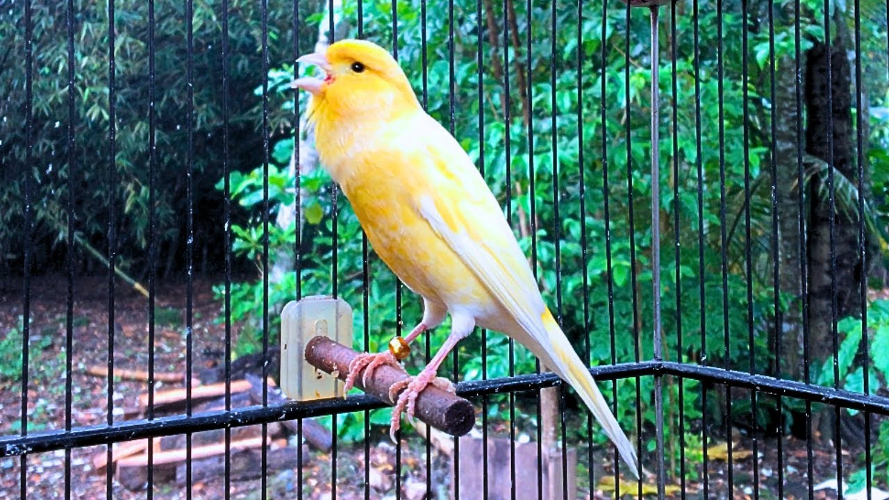 SONG TO STIMULATE BELGIAN CANARY TO SING - CD Canto de Canário Belga