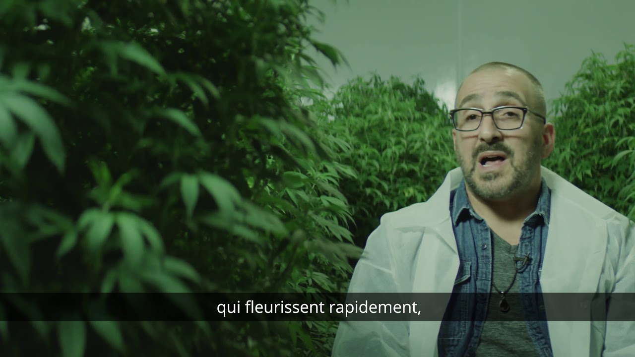 Pionnier du cannabis artisanal