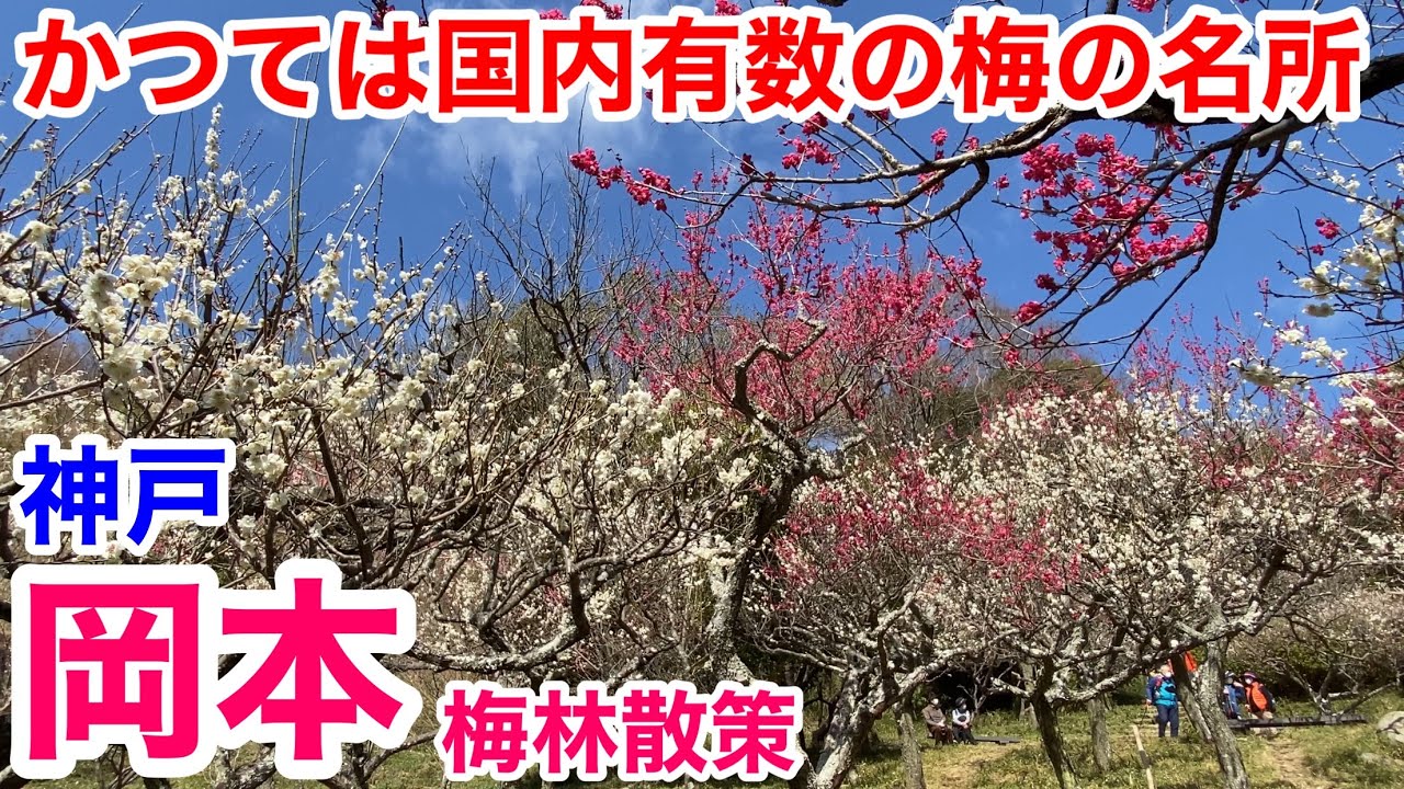 【街歩き】かつては国内有数の梅の名所 神戸 岡本の梅林を散策