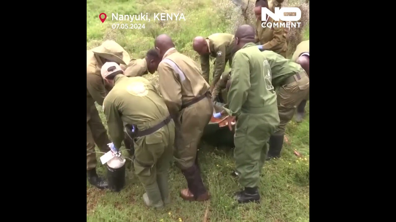 Critically endangered mountain bongos released into the wild in Kenya