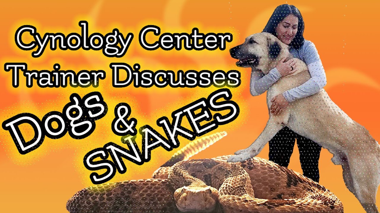 Redemption Road K9 Cynology Center on Snake Aversion Training with SnakeSchool.com