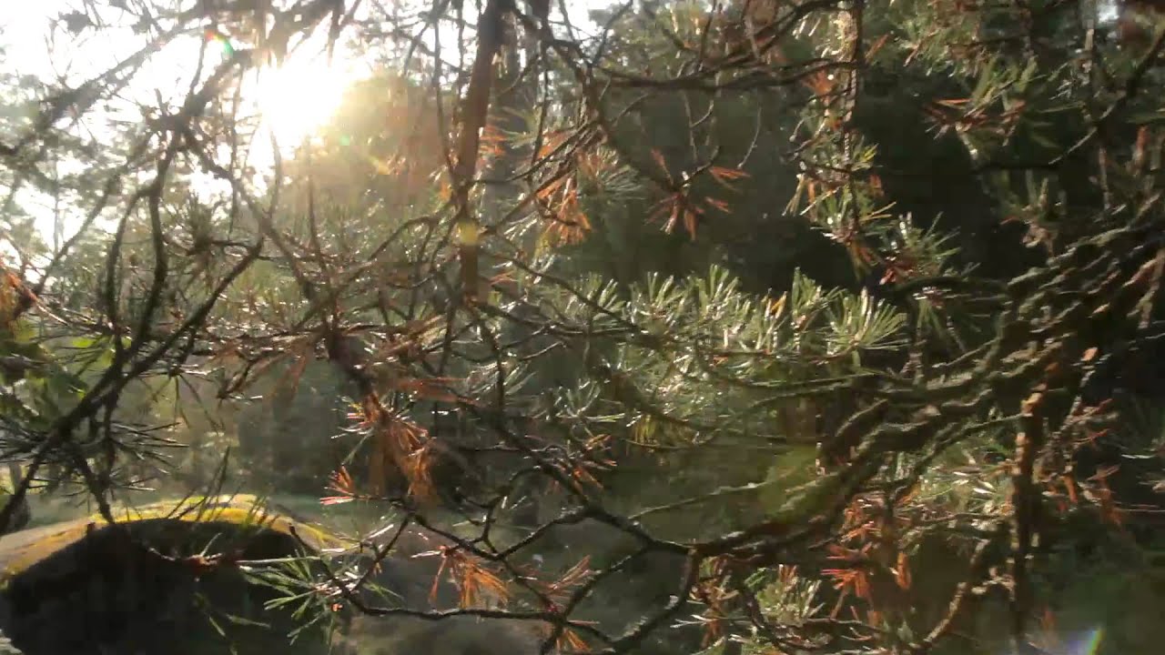 Hyvän mielen metsäkävely - syksy
