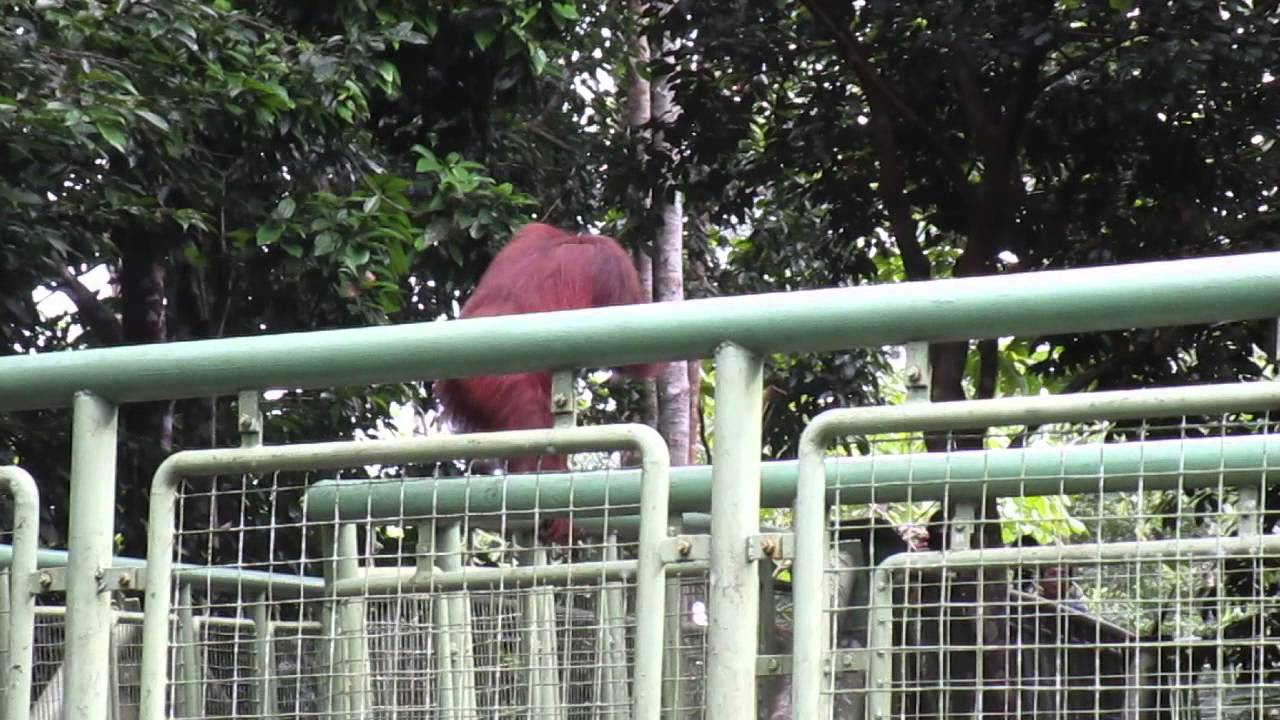 Orangutan Climbs over Canopy Walk, Rainforest Discovery Center Sepilok