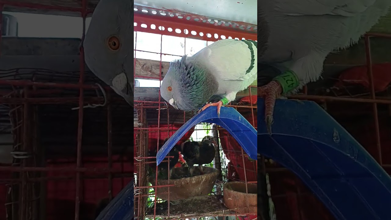 Malaki na inakay ni Taiwan😊 #borga #pigeon #kalapati #birds #dove #kalapatids