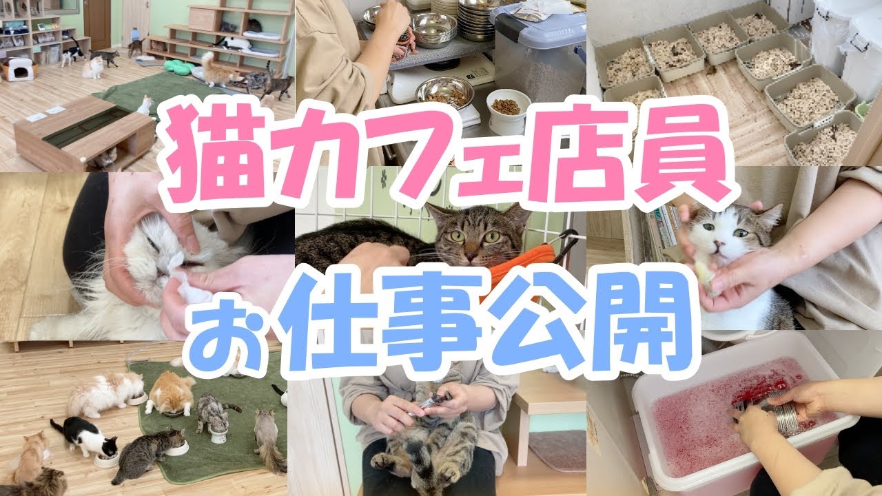 保護猫カフェの店員ってどんな仕事をしているの？【ごはん・掃除・投薬・準備・人馴れ訓練】