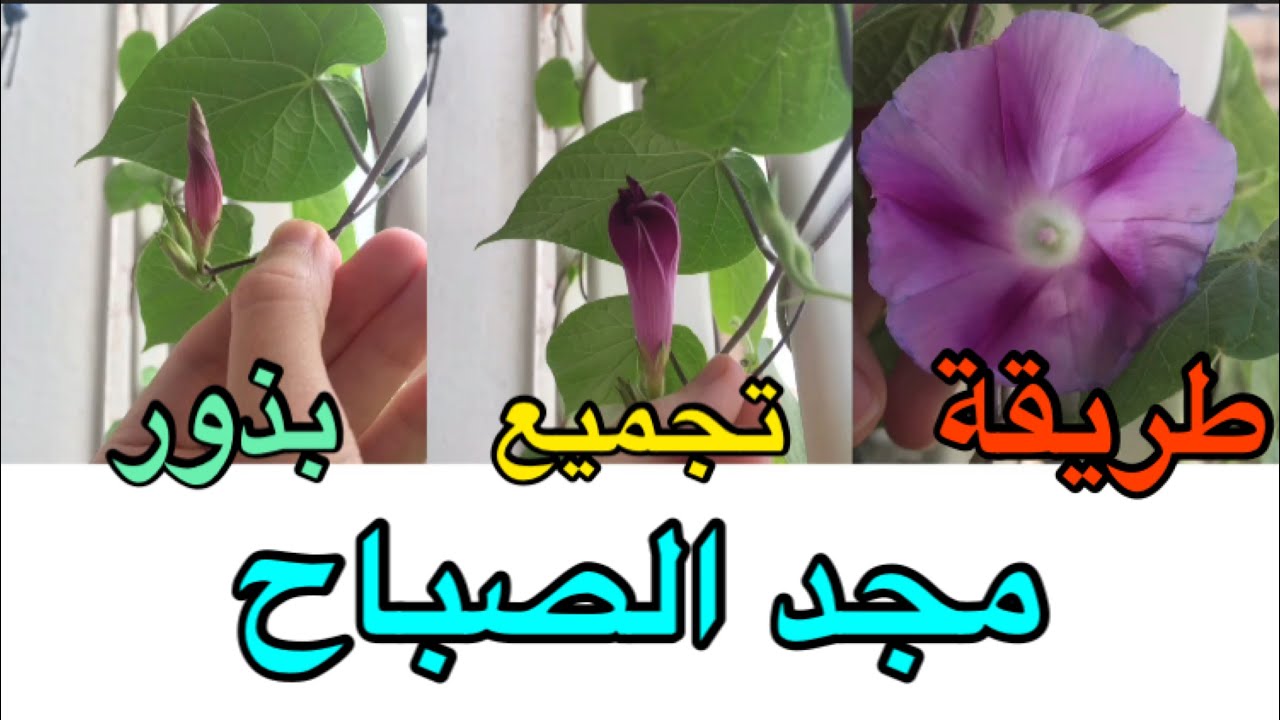 طريق تجميع بذور مجد الصباح How Collect seed from Morning glory
