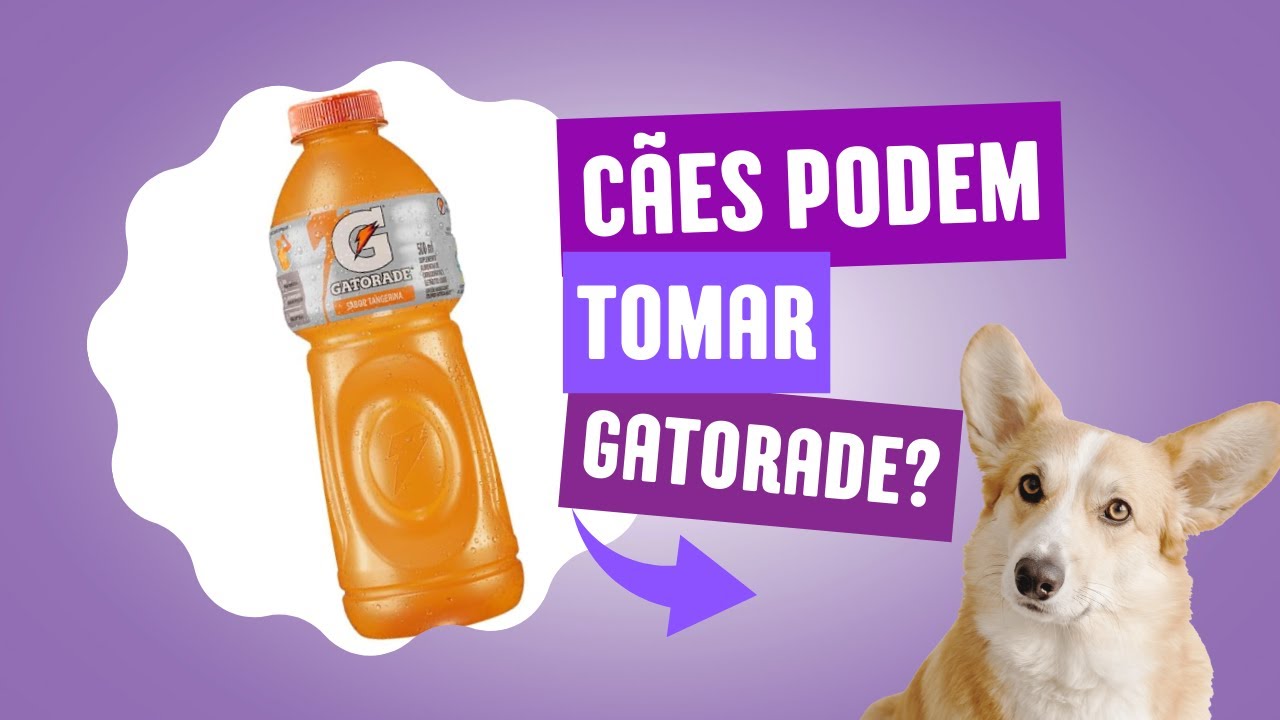 C&atilde;es podem tomar Gatorade? | C&atilde;o pode beber Gatorade? | Cachorro pode tomar Gatorade