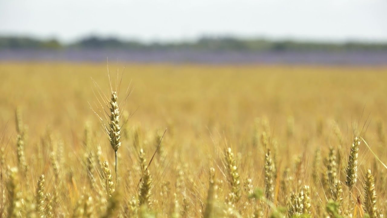 Erbicidi nella coltura del grano