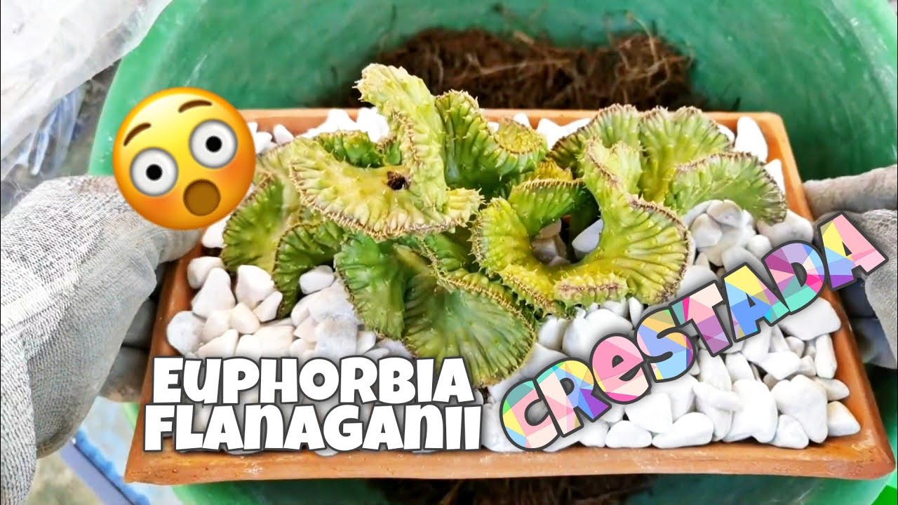 ¿Cactus con forma de coral? 🤯// Any Grc.