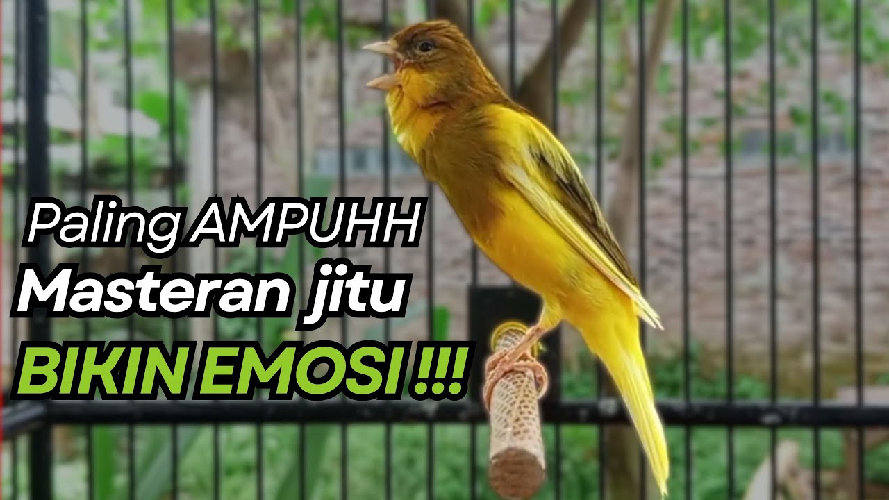 KENARI GACOR Cuit CUIT BIRAHI UNTUK PANCINGAN & MASTERAN Kenari PAUD AGAR BUNYI