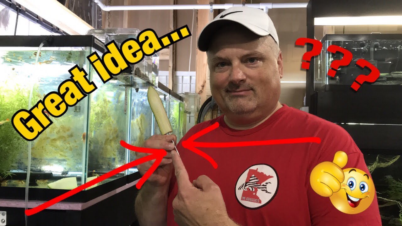 Feeding Veggies to Plecos, Cheap and Easy