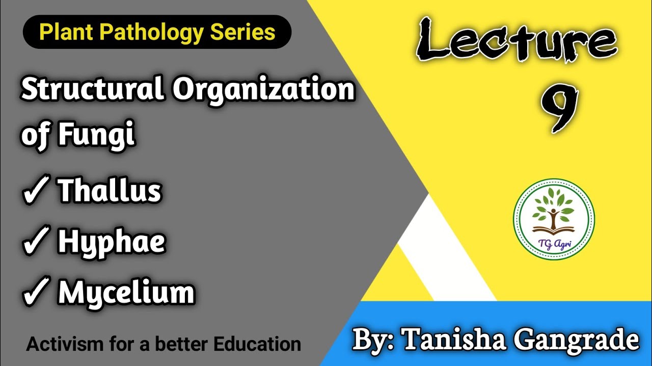 Fungal Cell | Structural Organisation of Fungi | Thallus | Hyphae | Mycelium by Tanisha Gangrade