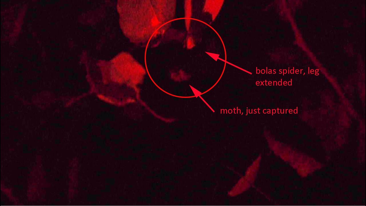 Mastophora stowei captures a moth slow motion with narration