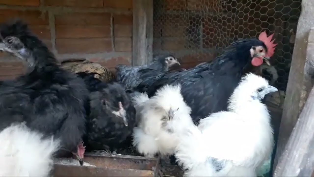 MOSTRANDO OS FRANGUINHOS, DE MINI COCHIM  SEDOSA DO JAPÃO, GARNIZE, MODELADOS.