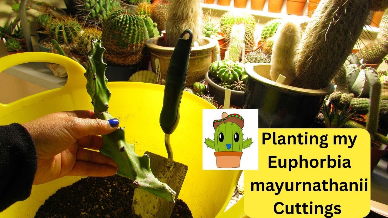 Пересаживаю черенки Euphorbia mayurnanthanii #кактусы #кактус #суккулент