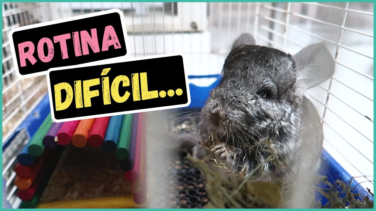 ROTINA REAL - DONA DE CASA, MÃE E CHINCHILA DOENTE  | by Carla Soares