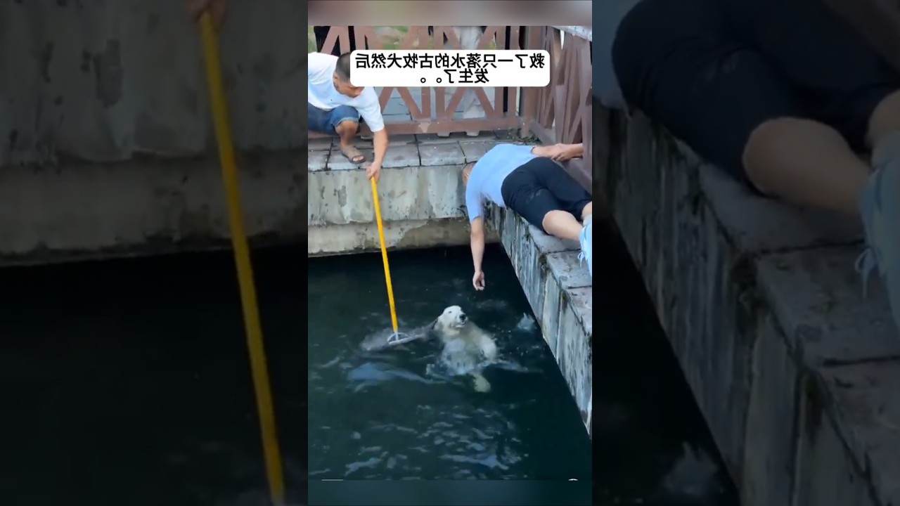 Rescued a drowning Old English Sheepdog #animalrescue