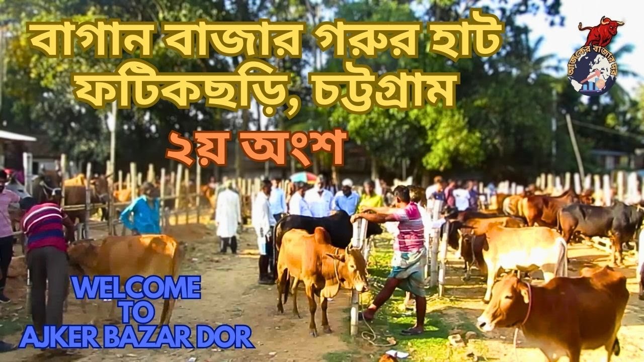 বাগান বাজার গরুর হাট ।ফটিকছড়ি। চট্টগ্রাম। ২য় অংশ। @ajkerbazardor