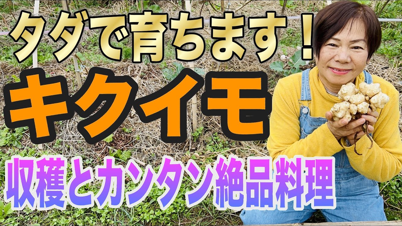 キクイモは種芋さえあればノンケアで毎年収穫ができ、栄養価が高いスーパーフードです