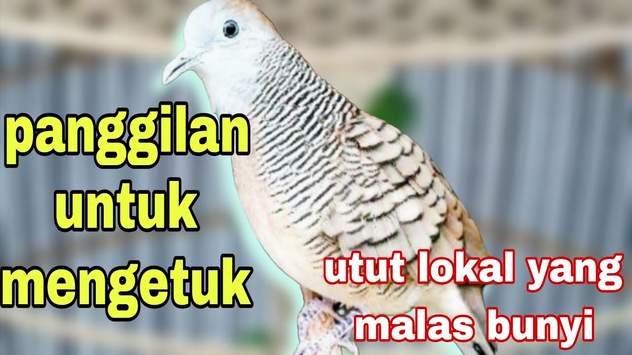 Perkutut lokal panggilan untuk mengetuk utut yang malas bunyi