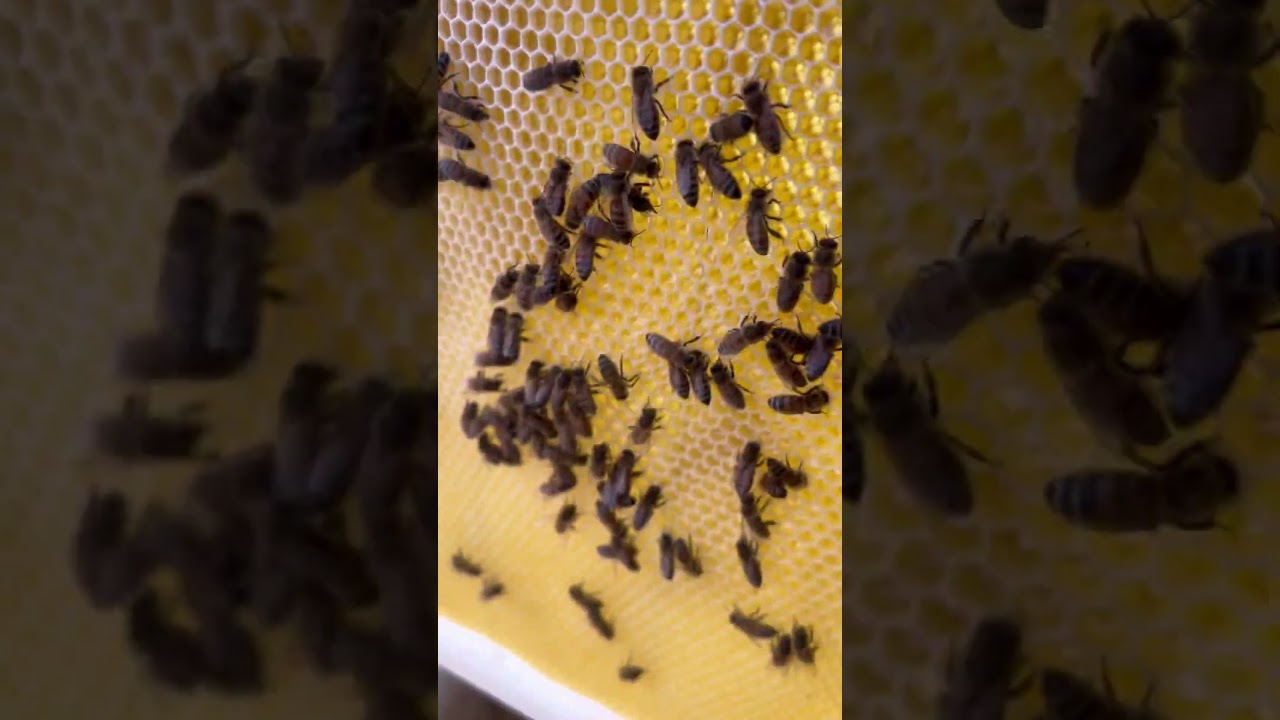 Red Hive Inspection after Re-queen