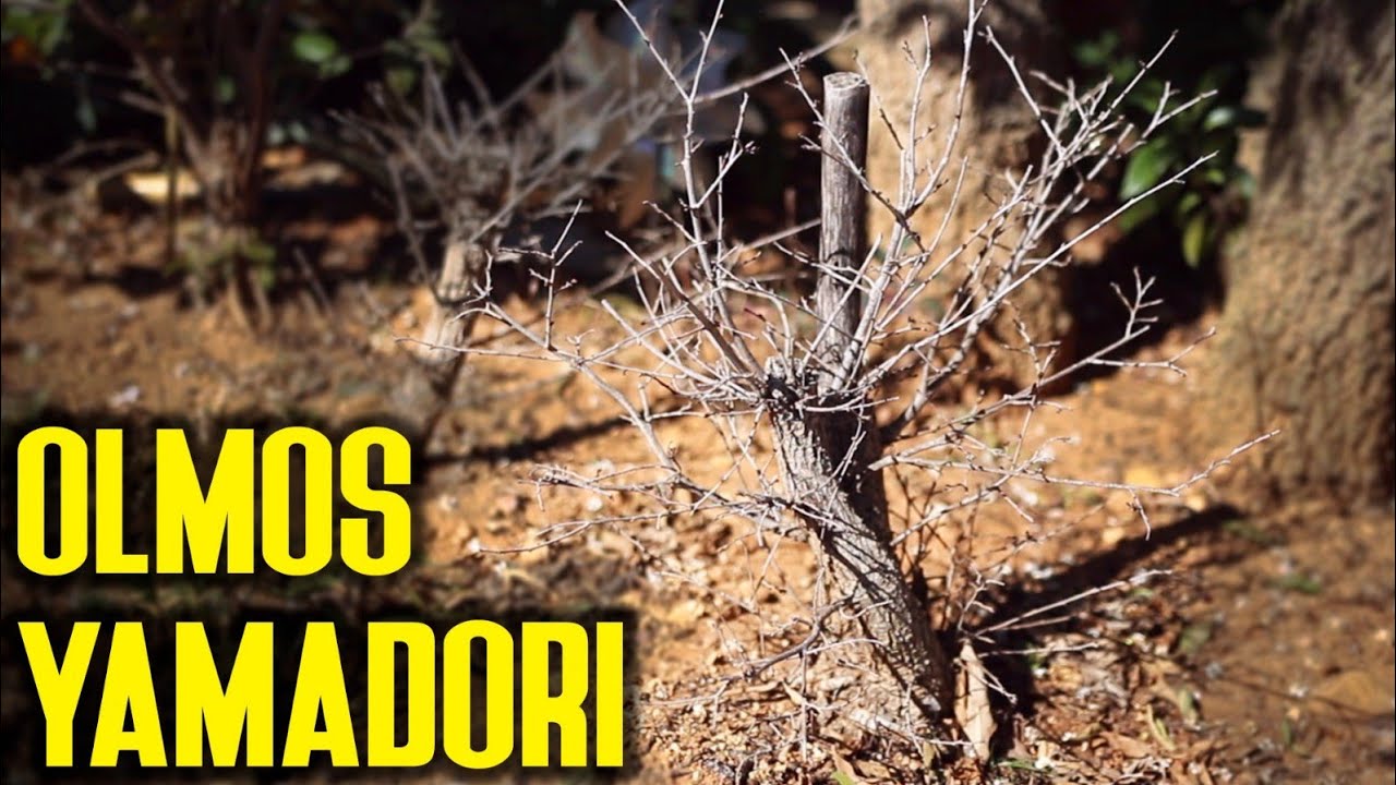 Haciendo Yamadori de OLMOS para bonsai