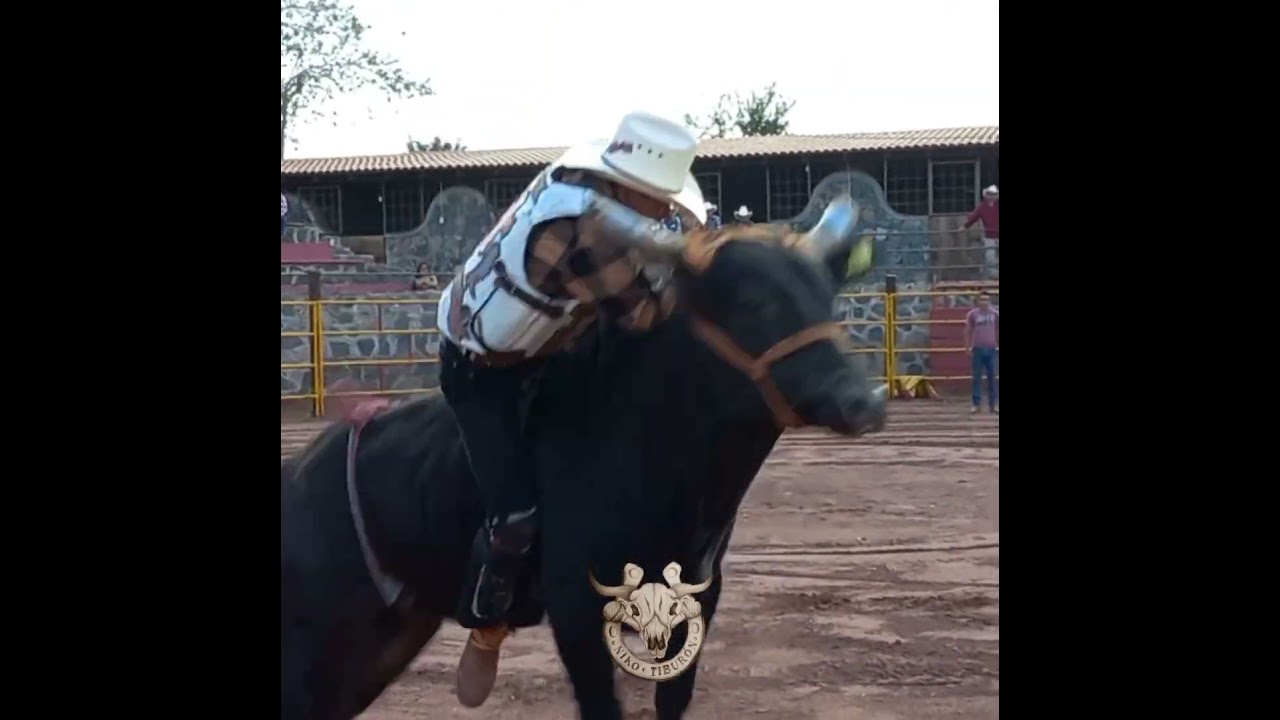 una buena monta... l&aacute;tigo vs pajarito de SAN SEBASTI&Aacute;N EL GRANDE #bull #jinete #jaripeo