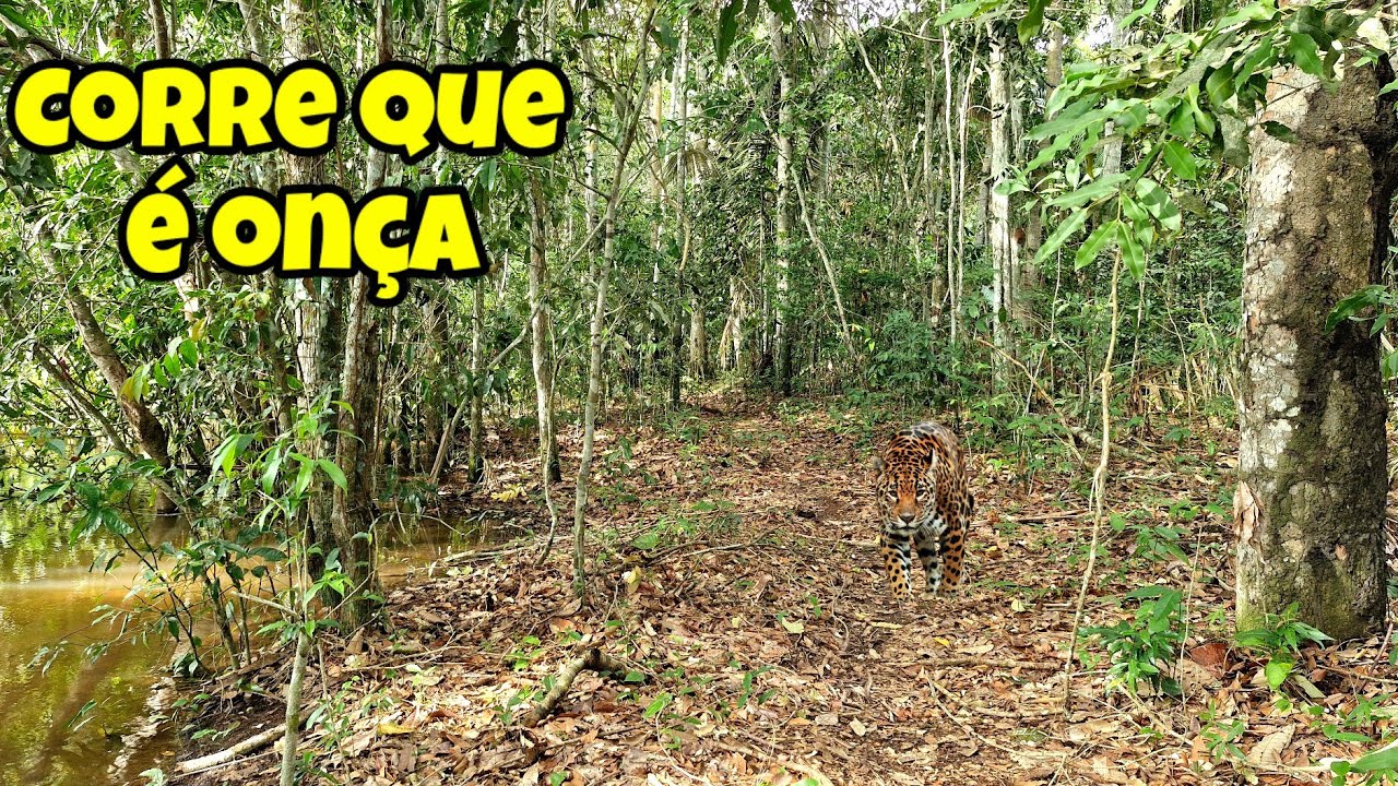 ONÇA CHEGOU PRÓXIMO A NÓS, TIVEMOS QUE IR EMBORA O MAIS RÁPIDO POSSÍVEL.