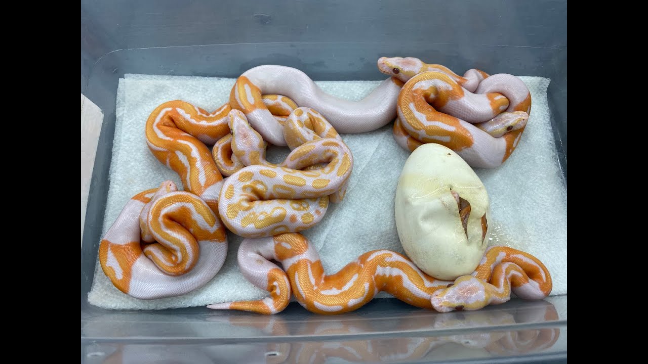 Egg-cutting, and some incredible odds on a Dreamsicle Ball Python Clutch!