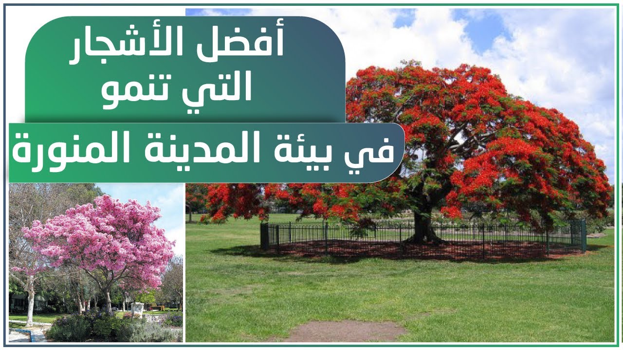 بعض أشجار الزينة والظل التي تناسب بيئة #المدينة_المنورة