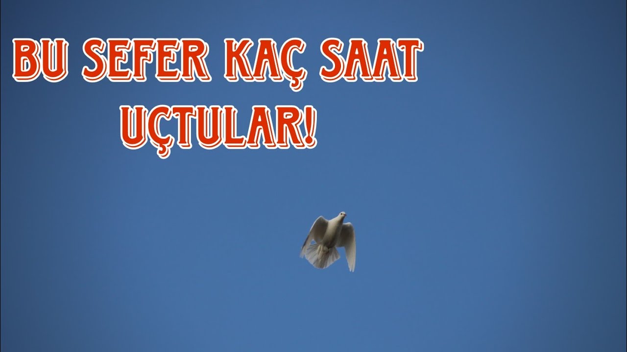 SONUÇ BELLİ OLDU REŞİT ABİNİN KUŞLARI KAÇ SAAT UÇTU ACABA ?