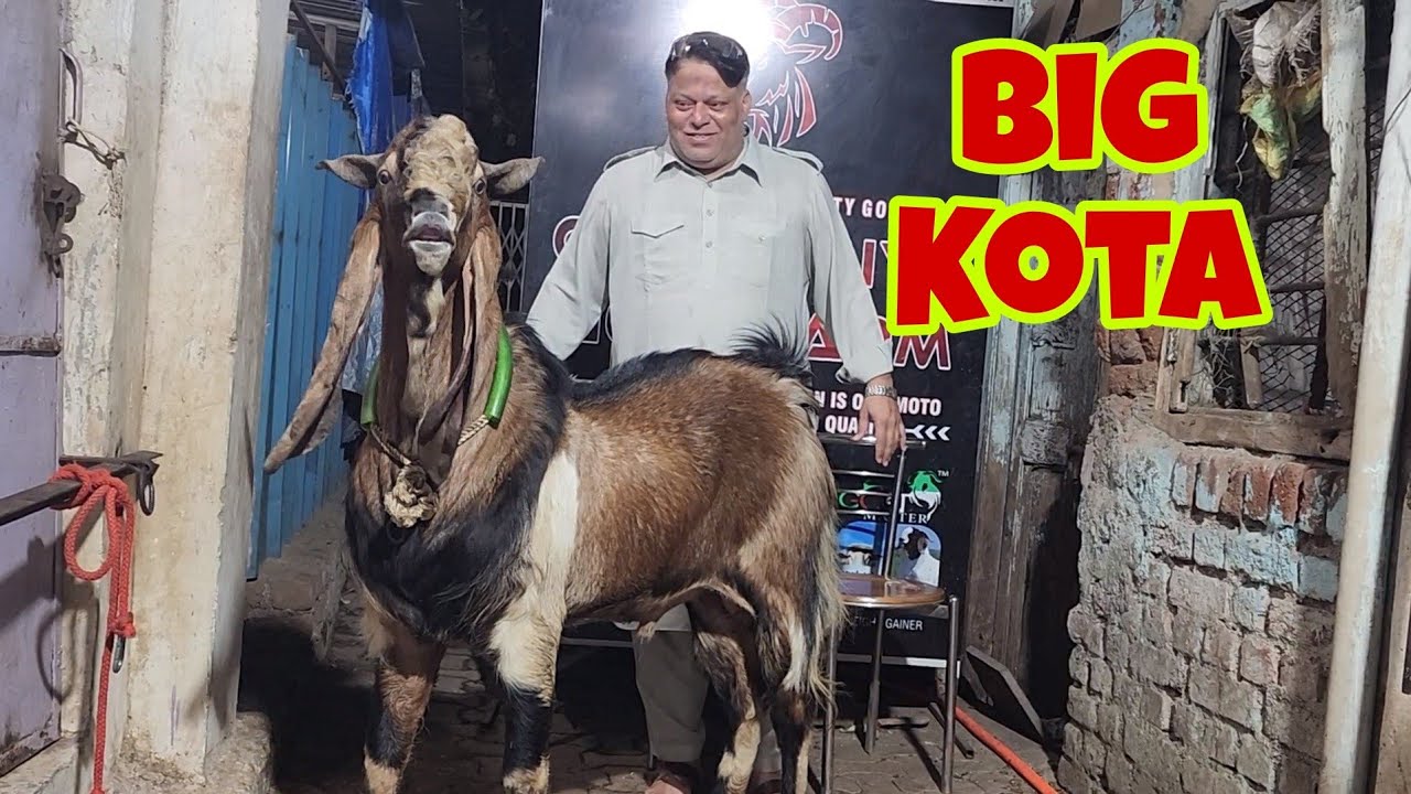 20 Kg Se Yeh Size Ke Kota Bakro Ki Tyaari At Chote Miya Goat Farm Bhiwandi.