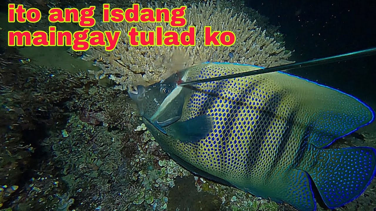 ep567 dive1 isda maingay na tulad ko 😂🤣 na Pana ko