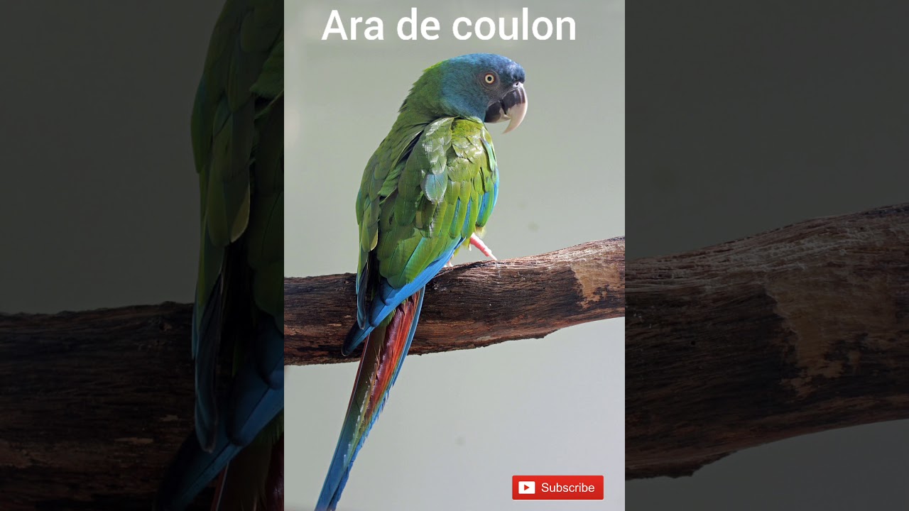 Toute les espèces d aras(perroquet)