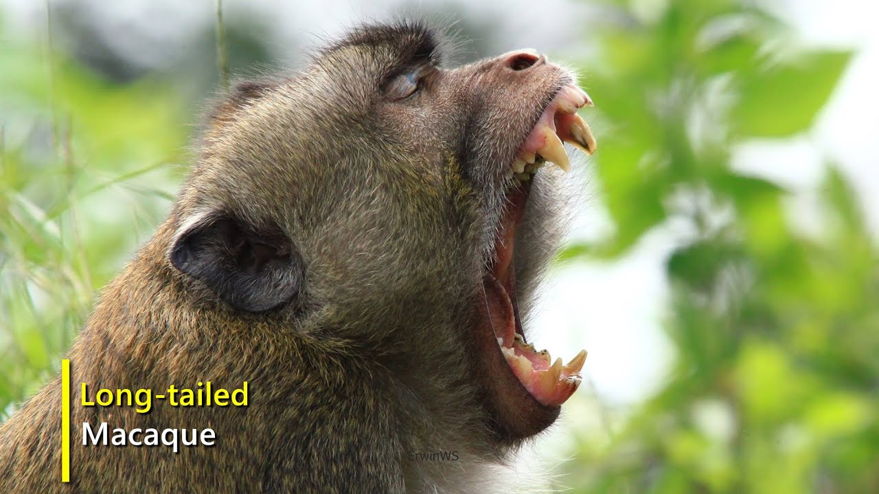 Macaca fascicularis || Long-tailed macaque