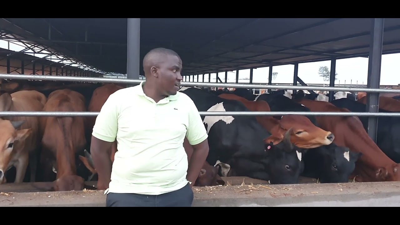 A FEEDLOT IN UGANDA WITH OVER 1500 BULLS, We can do it